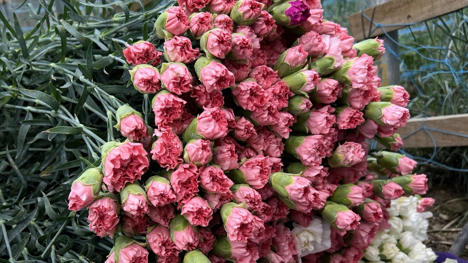 Himalora greenhouse flower rows