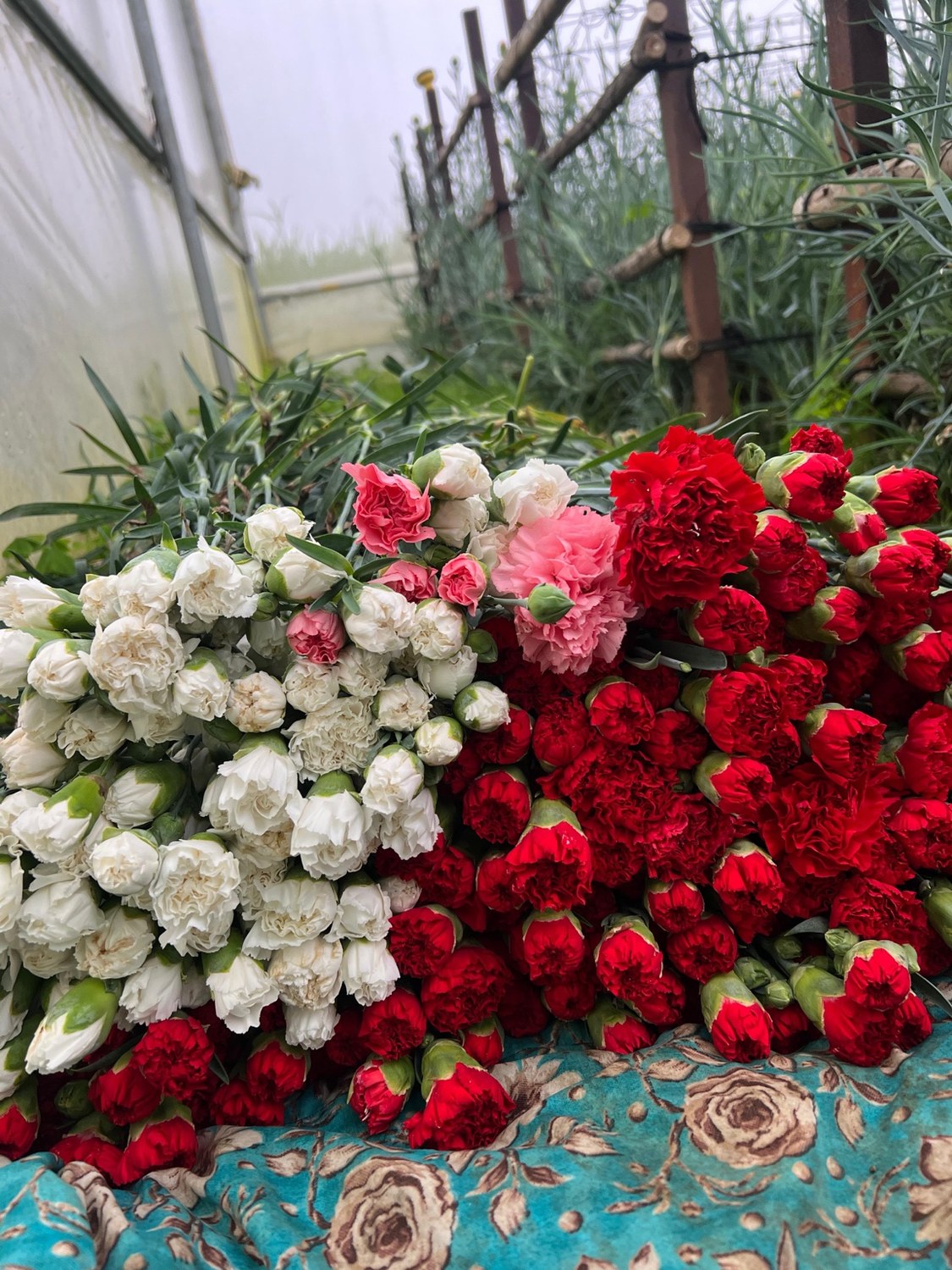 Mixed carnations for export enquiries