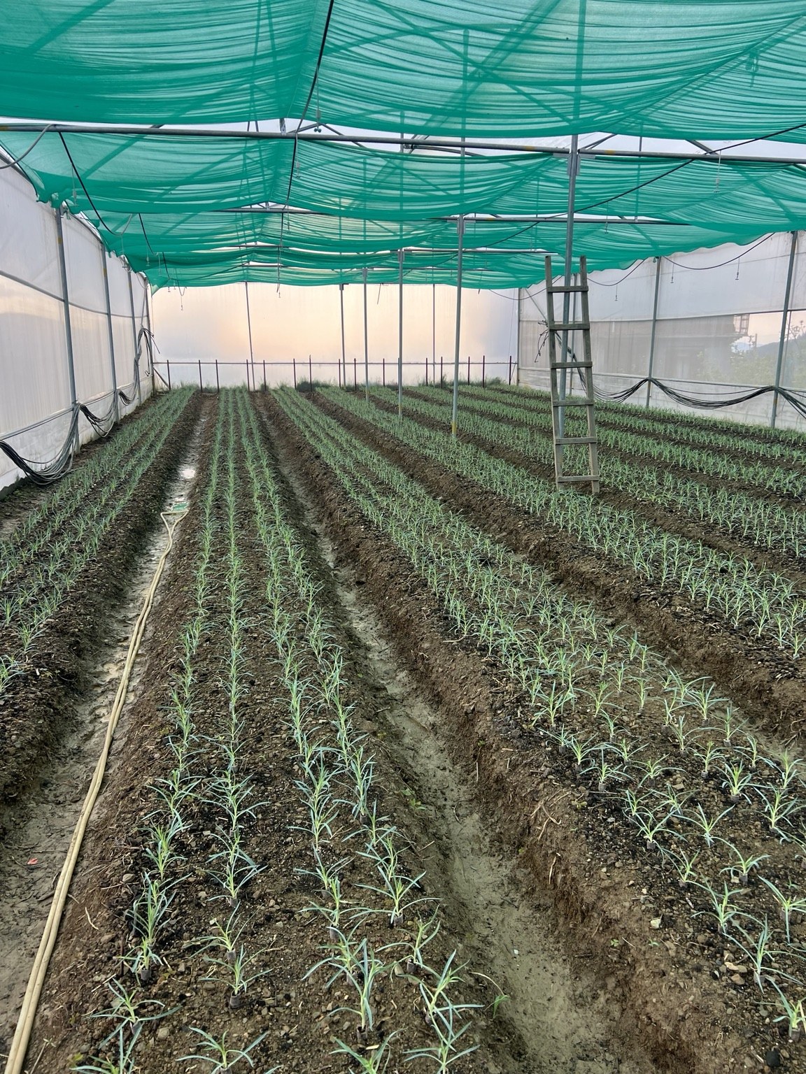 Himalora greenhouse