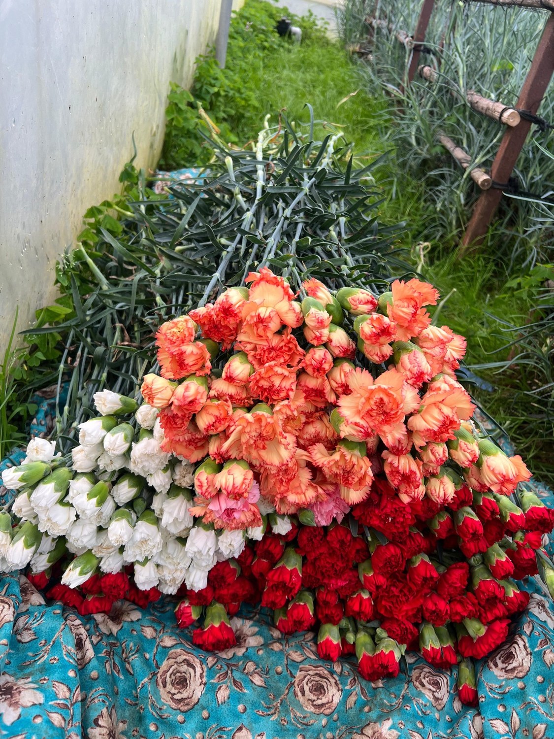 Orange carnations