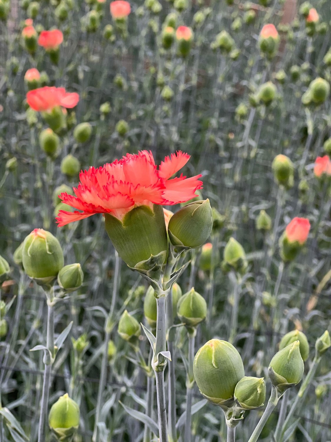 Orange carnations