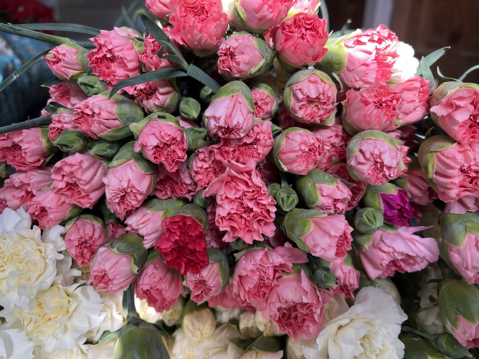 Pink carnations