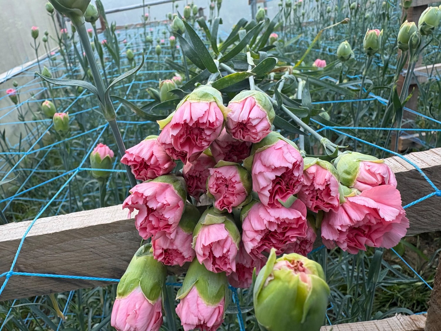 Pink carnations on plants