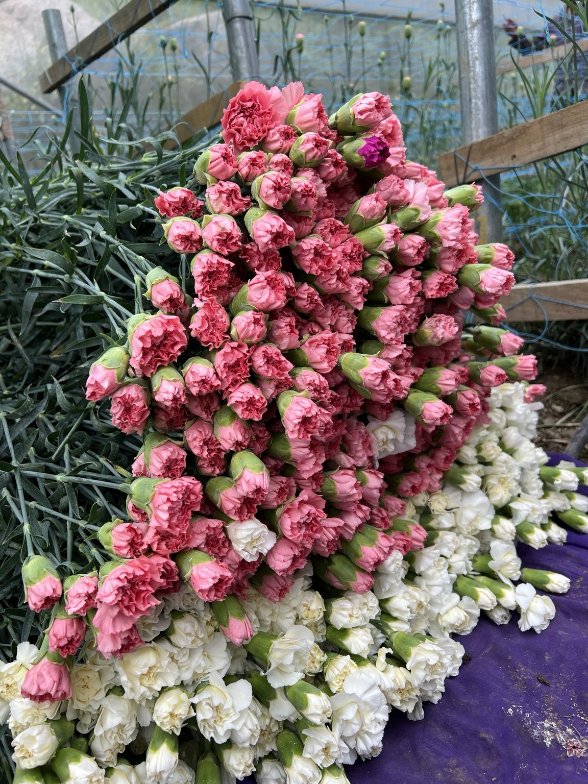 Pink and white carnations for weddings and events