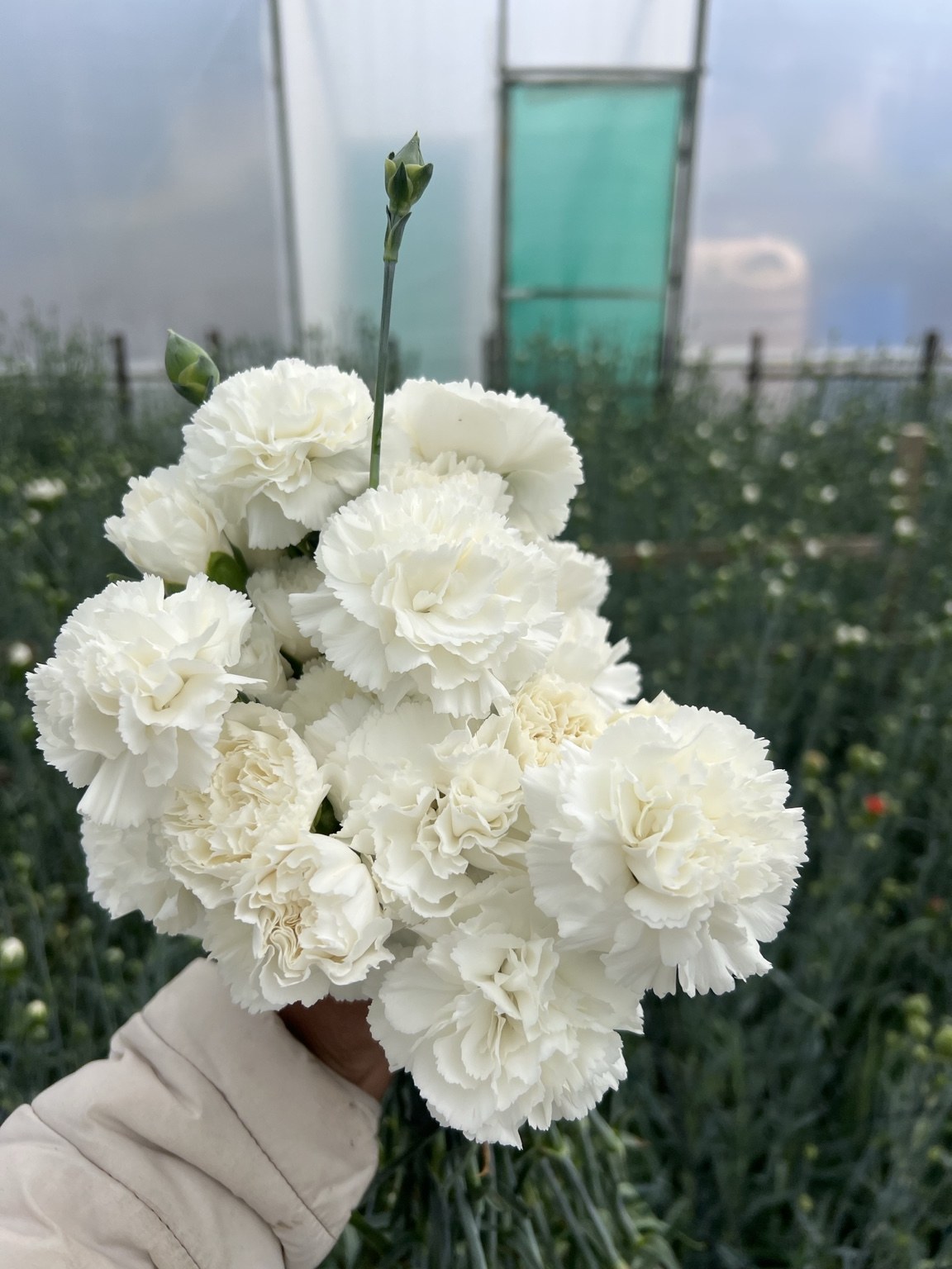 White carnations