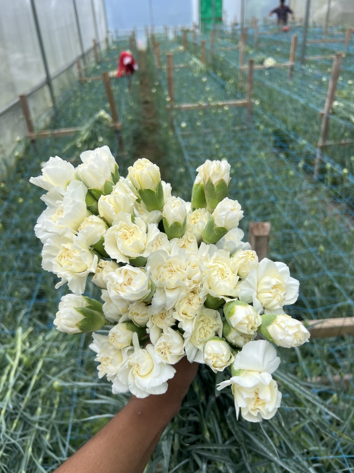 White carnations